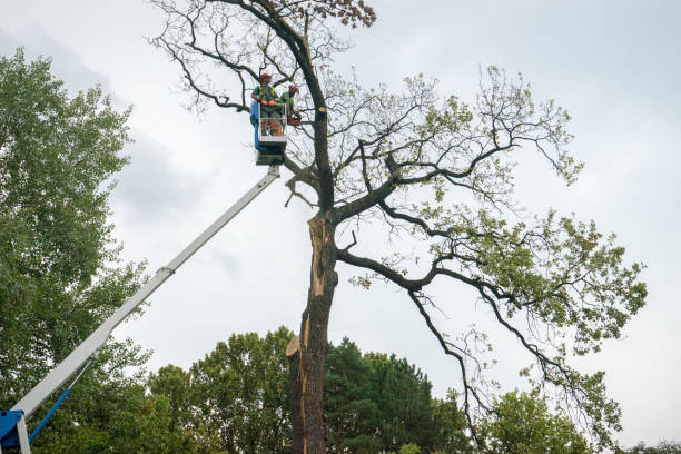 Professional  Tree Services in Silver Summit, UT