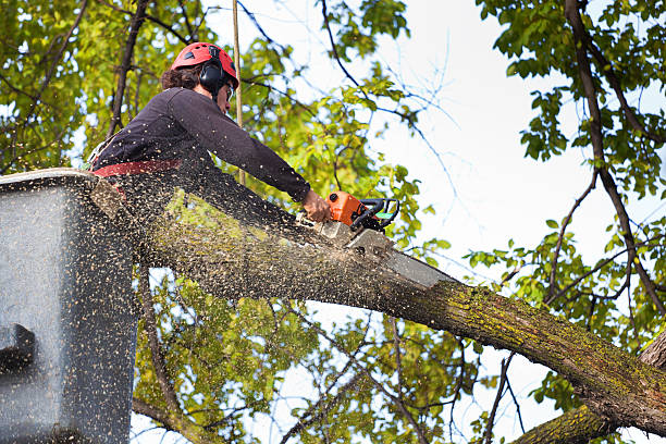 Why Choose Our Tree Removal Services in Silver Summit, UT?